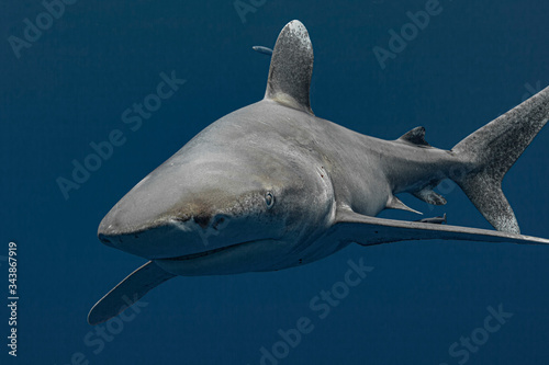 Oceanic white tip sharks in the Bahamas waters