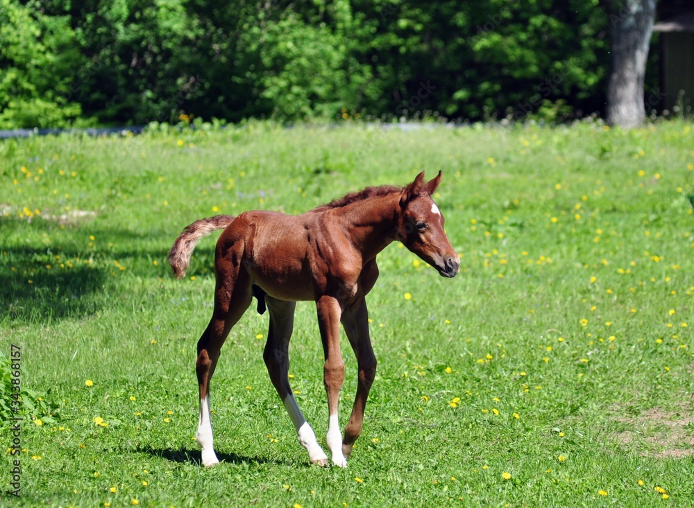 Bright red arabian colt is walking on the grass Bright red arabian colt is walking on the grass