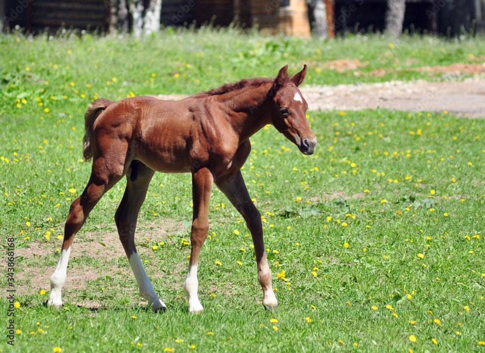 Golden arabian colt on a sunny day Golden arabian colt on a sunny day