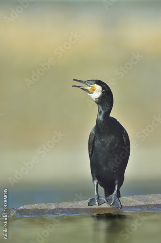 Kormoran Phalacrorax carbo