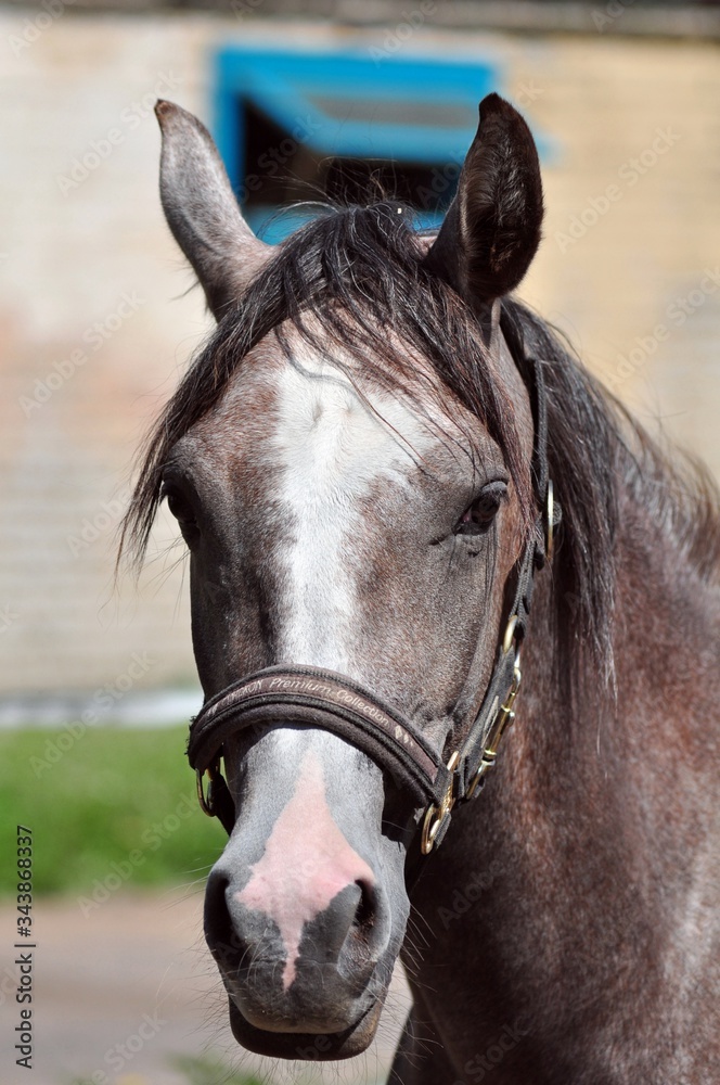 Obraz premium Portrait of an Arab mare of red and grey color