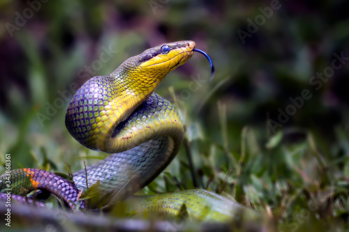 Gonyosoma Oxycephala - Javanese Green Snake photo