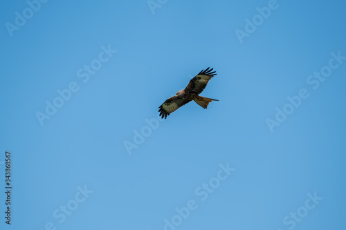 Red kite hunting against blue sky in Corsica