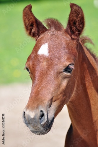 Little arab foal in the spring
