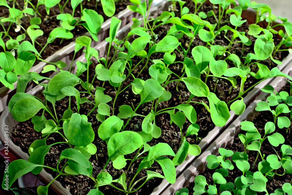 Arugula seedlings close up growing on the windowsill Arugula seedlings close up growing on the windowsill