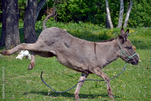 The grey donkey kicks with its hind legs