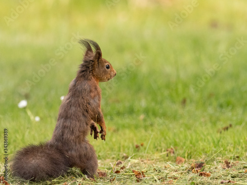 Eichhörnchen