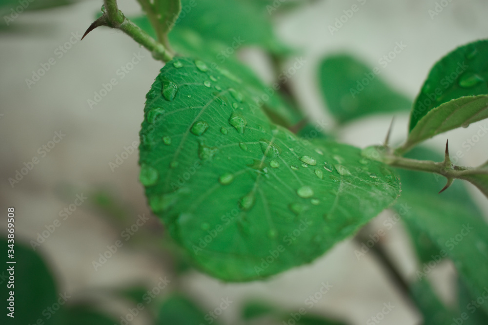 Obraz premium selective focused beautiful view of leaf with water drops