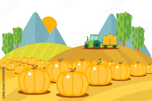 Field harvesting fruits set, ripe pumpkins bunch outside vector illustration. Tractor with trailer carries harvested vegetables to farm. Hilly sowing area for growing cartoon product, agriculture.