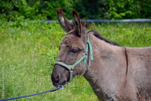 Fototapeta Naklejka Na Ścianę i Meble -  Portpait of a grey donkey in a green halter