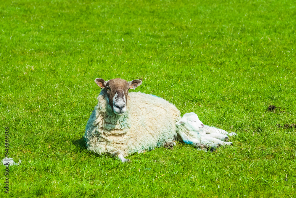 Obraz premium sheep and its lamb in a field in Springtime UK