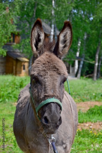 Grey donkey with big ears © Дина Попова