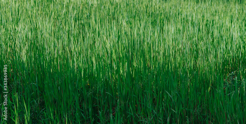 Fresh green grass texture background Fresh green grass texture background