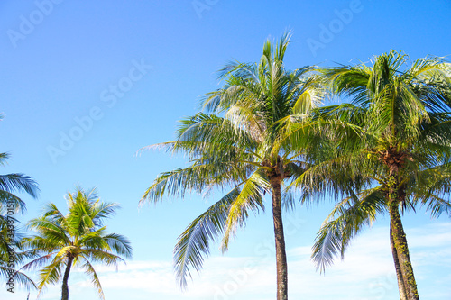 Coconut trees against blue sky © tendo23