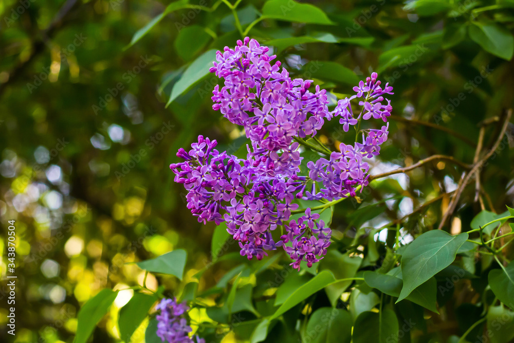 Bright blooming lilacs against the background of green leaves and twigs. Bright blooming lilacs against the background of green leaves and twigs.