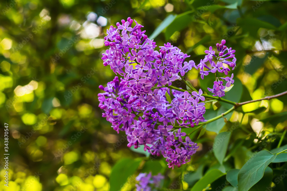 Bright blooming lilacs against the background of green leaves and twigs. Bright blooming lilacs against the background of green leaves and twigs.