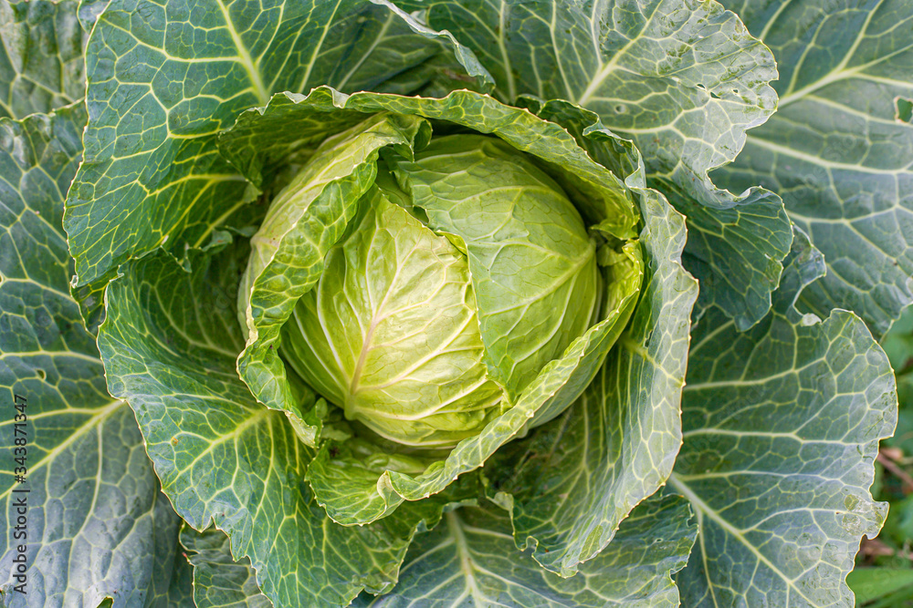 Obraz premium green cabbage in the garden