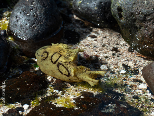 sea sneal canarian islands photo