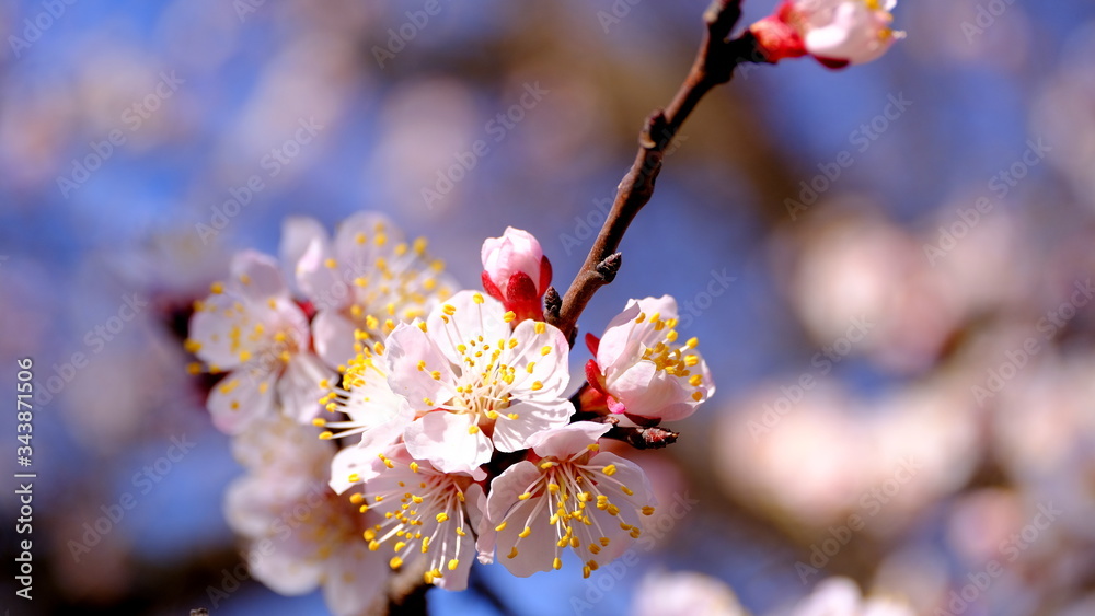 
Branch of flowering plum
Floral background for web design.