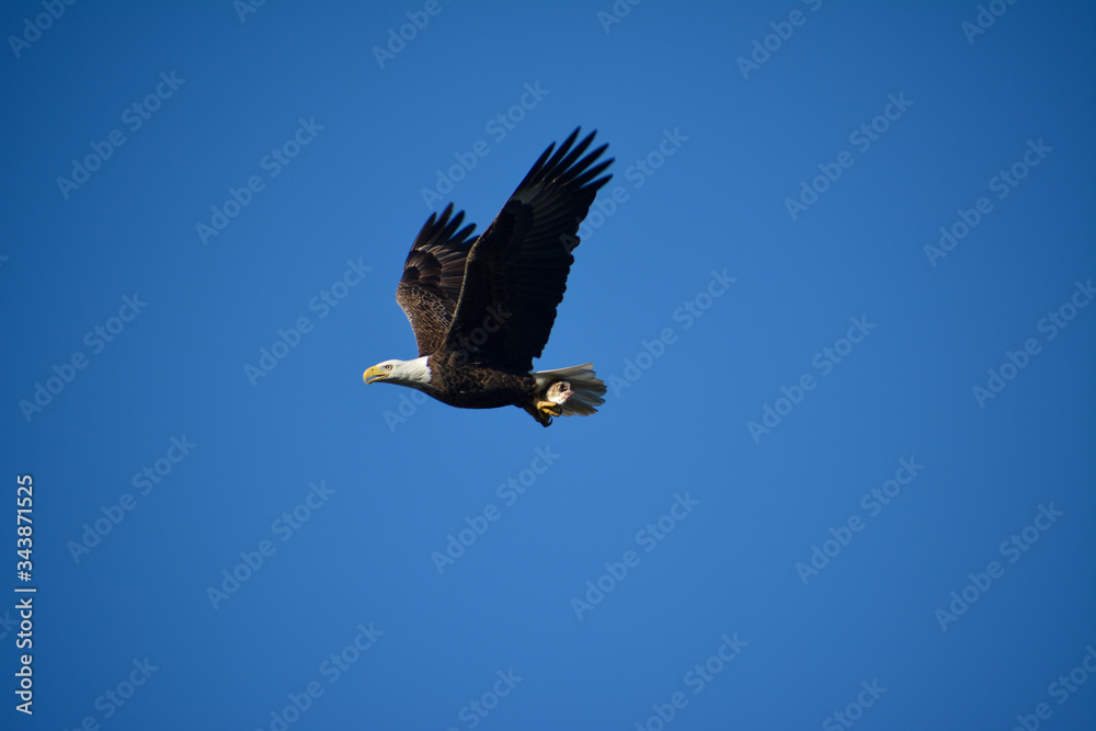 Bald eagle flying with a captured fish. Bald eagle flying with a captured fish.