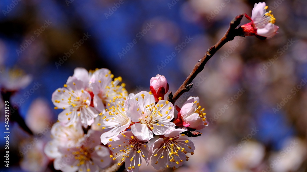 Branch of flowering plum
Floral background for web design.
Branch of flowering plum
Floral background for web design.