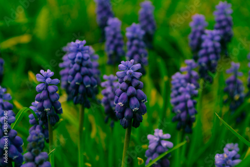 Beautiful spring flowers in the garden. Blossoms on a tree.