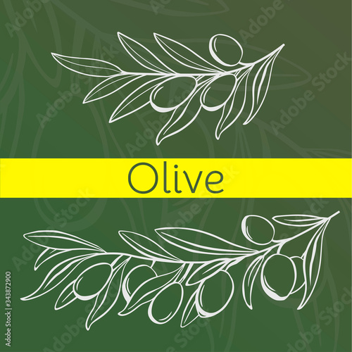 Hand drawing olive tree banner. Branch of leaf and olives. Oliva branches raw sketch. Vector illustration design.