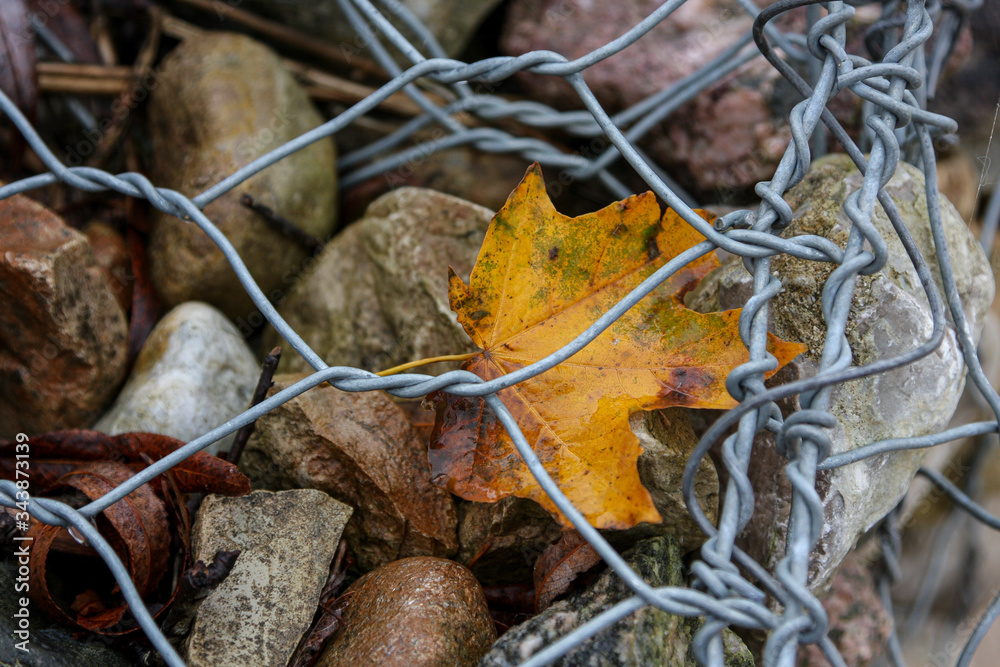 Orange maple leaf under a wired fence in autumn