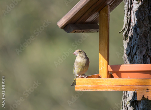 Close up female European greenfinch, Chloris chloris bird perched on the bird feeder table with sunflower seed. Bird feeding concept. Selective focus.