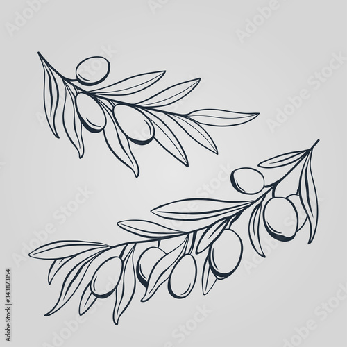 Hand drawing olive branch. Hand drawn stick of oliva. Decorative olives sketch. Herb leaf outline. Template for engraving. Vector illustration.