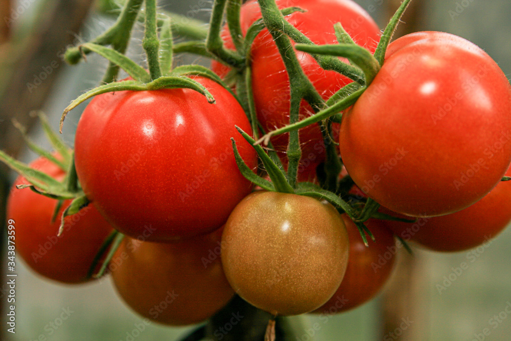 Red tomatos on a vine