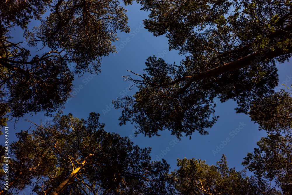 Fototapeta premium Baumkronen. Blick in Richtung Himmel.