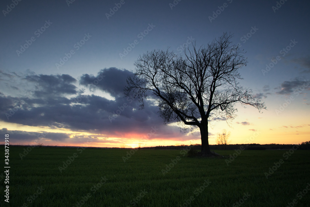 Drzewo zachód słońca