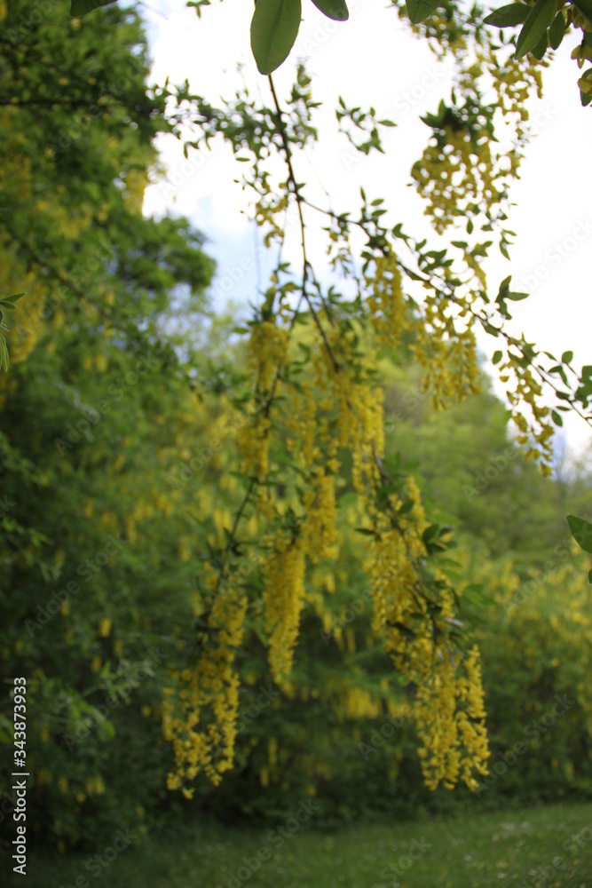 Yellow golden inflorescence spring time common laburnum golden chain Yellow golden inflorescence spring time common laburnum golden chain