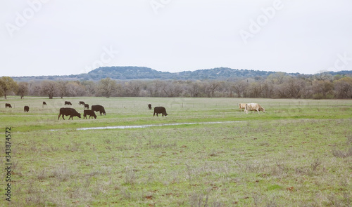 Black Angus cattle grazing in green field on cow farm with mountain background.