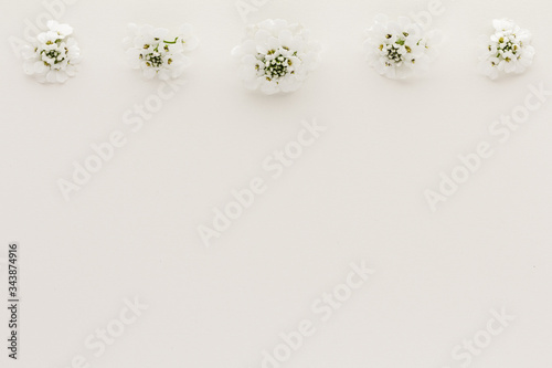 Minimal style photography. White flowers on with background , natural creative composition top view background with copy space for your text. Flat lay.