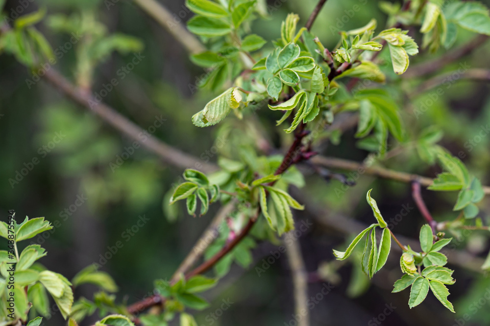 Obraz premium Close-up of a spring fresh young leaf on a tree branch. The concept of the awakening of nature, the spring sowing season.