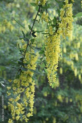 Yellow golden inflorescence spring time common laburnum golden chain