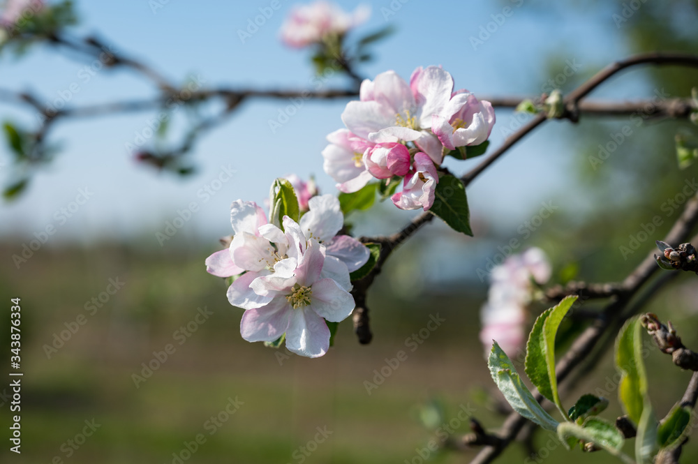 Pink apple tree flowers at the branch in spring