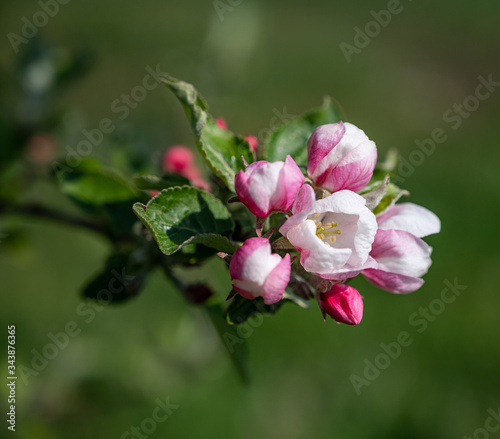 Pink apple tree flowers at the branch in spring © vbaleha