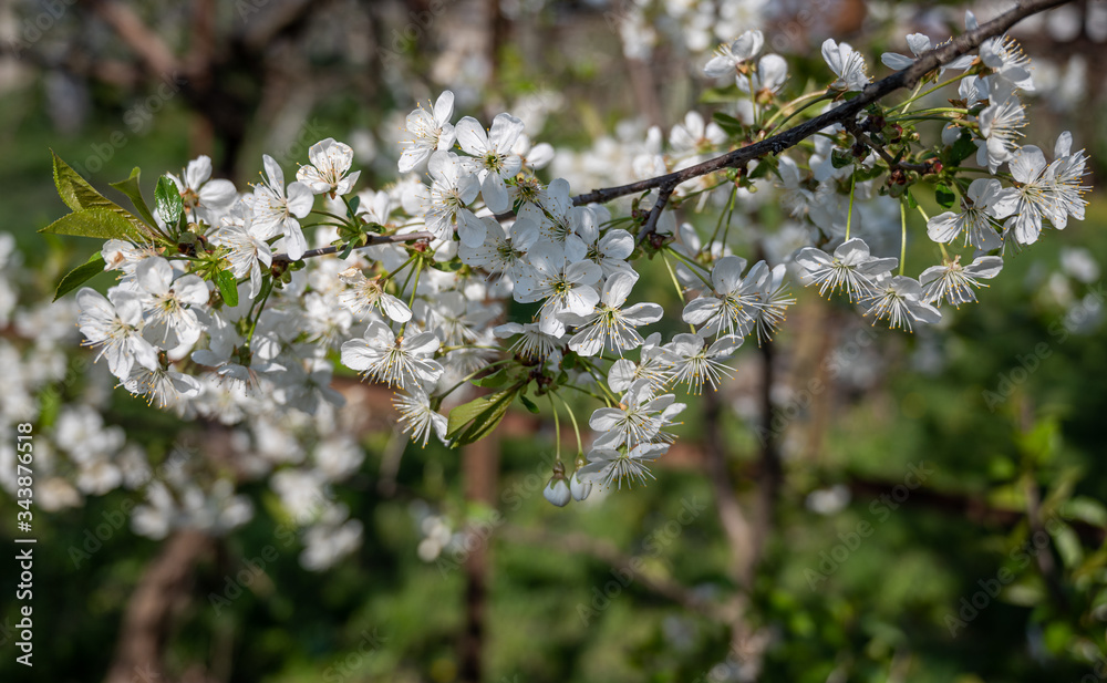 White apple tree flowers at the branch in spring White apple tree flowers at the branch in spring