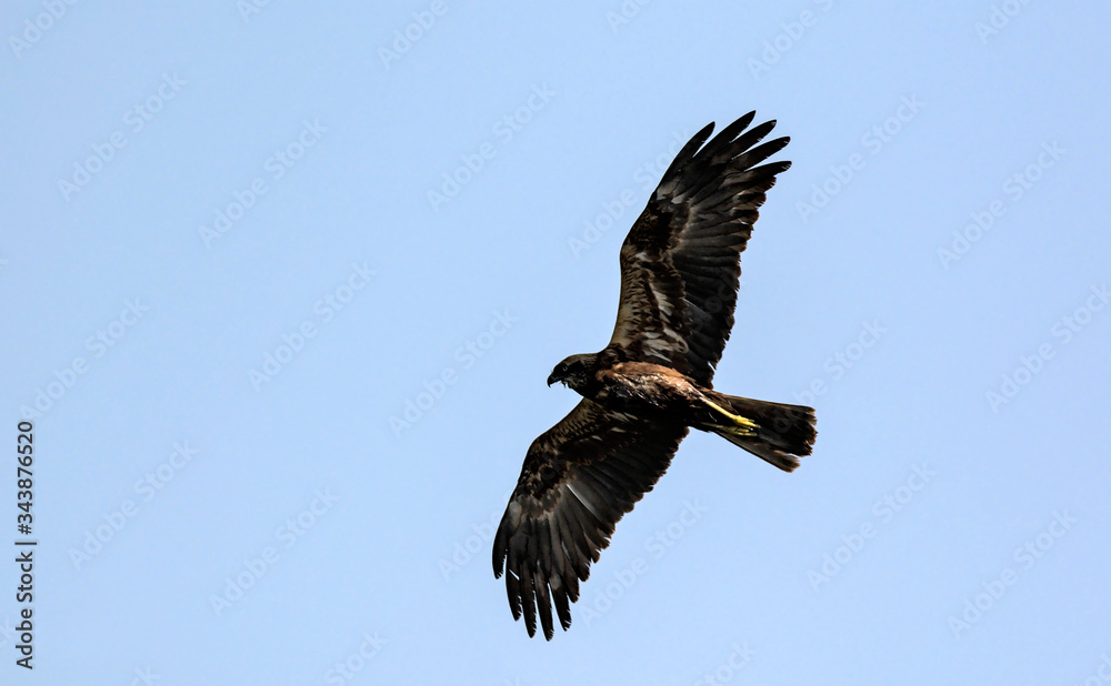 Fototapeta premium Marsh Harrier (Circus aeroginosus), Crete