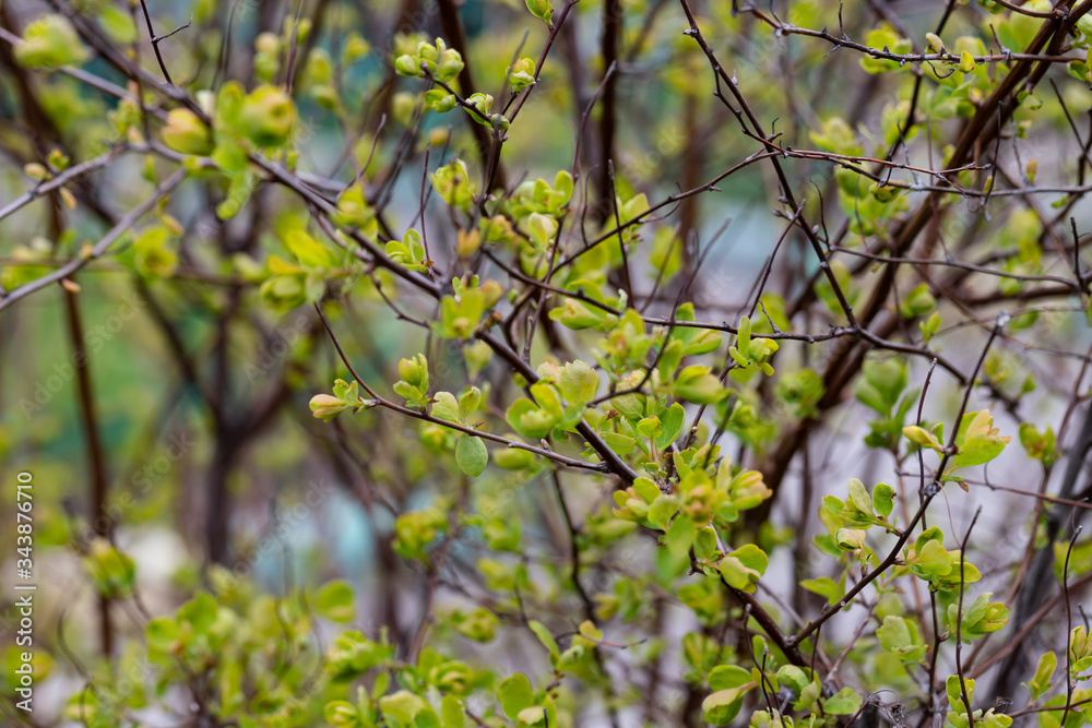 Close-up of a spring fresh young leaf on a tree branch. The concept of the awakening of nature, the spring sowing season. Close-up of a spring fresh young leaf on a tree branch. The concept of the awakening of nature, the spring sowing season.