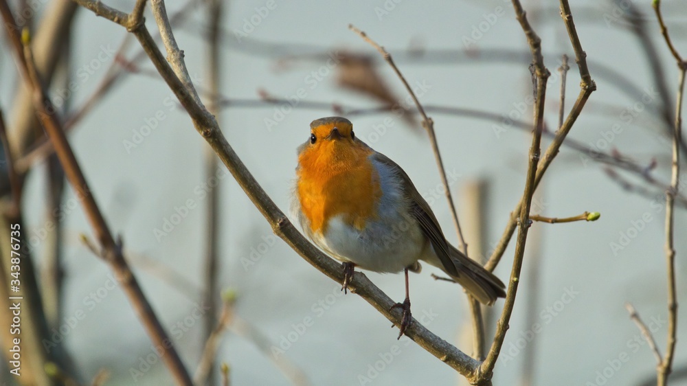 Ein Rotkehlchen sitzt auf einem kahlen dünnen Ast vor hellem Hintergrund, Erithacus rubecula Ein Rotkehlchen sitzt auf einem kahlen dünnen Ast vor hellem Hintergrund, Erithacus rubecula