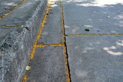 The pollen of many yellow flowers fell from trees into the cracked groove of the cement road.