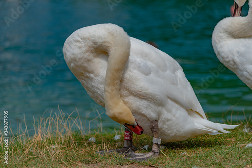 swans on the lake