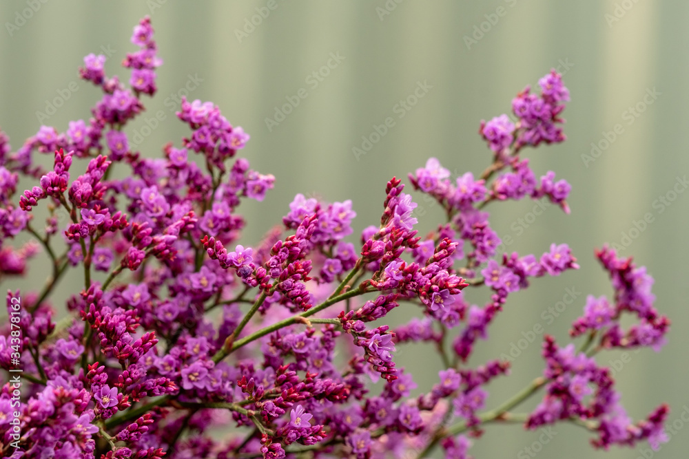 Obraz premium small purple flowers close up on blurred background