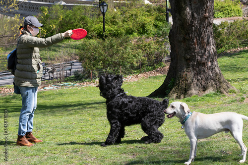 Woman trains a Giant Schnauzer in Central Park