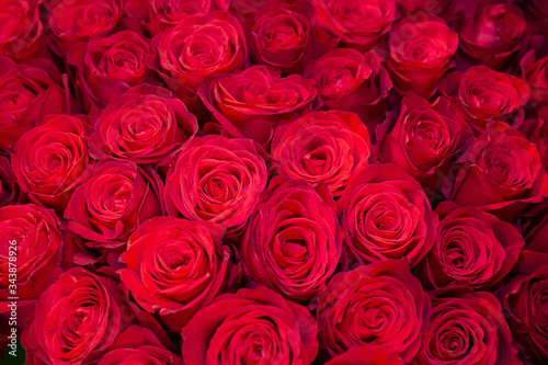 Background of beautiful red roses close up. Flowers
