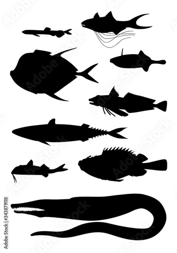 Different body shapes of fish. Black silhouette vector illustratuin collection.